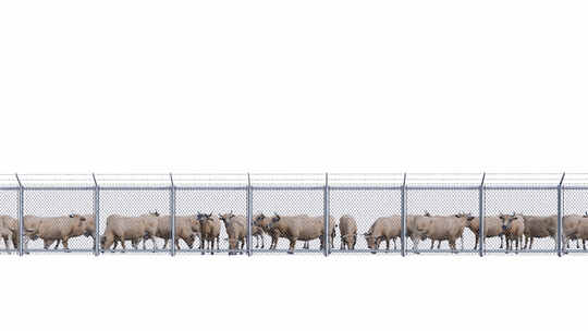 透明背景下站在栅栏或棚子里的一群牛