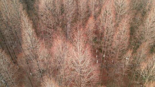 冬季树林航拍画面