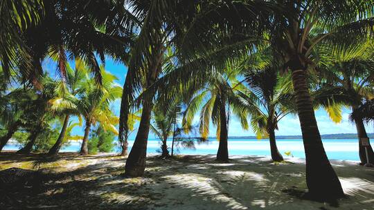 椰子树下的海滩视频素材模板下载