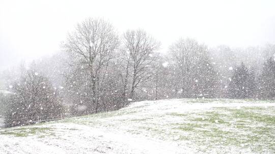 入冬寒冬 暴风雪飘落大自然森林树木草地