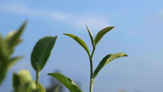 嫩绿茶树茶叶特写