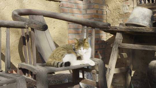 猫躺在老旧椅子上晒太阳休息慵懒状态视频素材模板下载