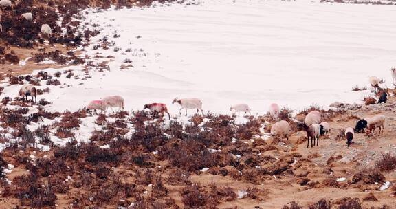 青海 青藏高原 冬天 牧场 羊群 峡谷