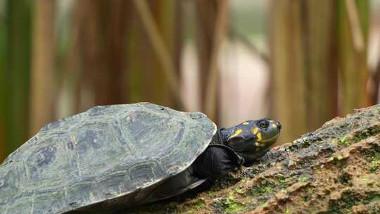 黄斑河龟，黑足龙，在水下晒太阳，用眼睛睡