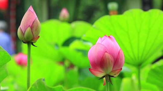 成都望丛祠夏日荷花盛开实拍素材