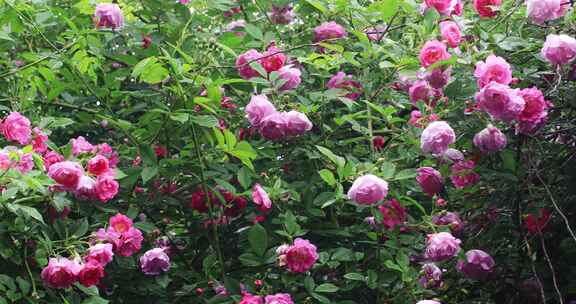 苏州园林艺圃蔷薇花开
