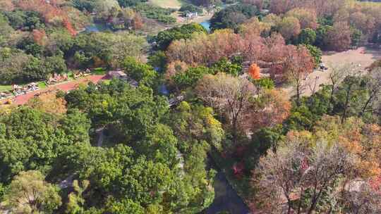 上海共青森林公园秋天风景  上海秋天