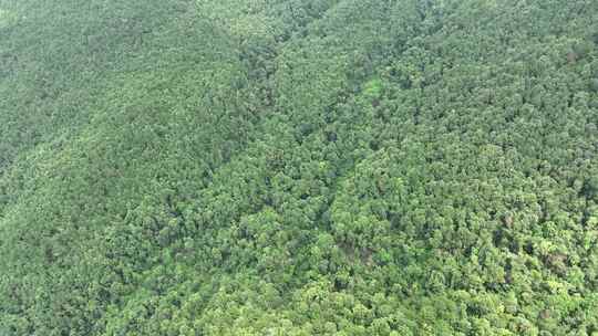 山林航拍森林山峰树林原始森林生态自然环境