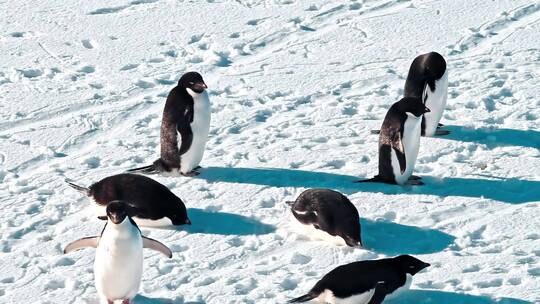 雪地里的企鹅视频素材模板下载