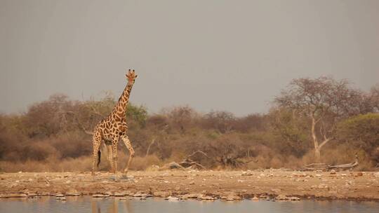 长颈鹿在水坑。