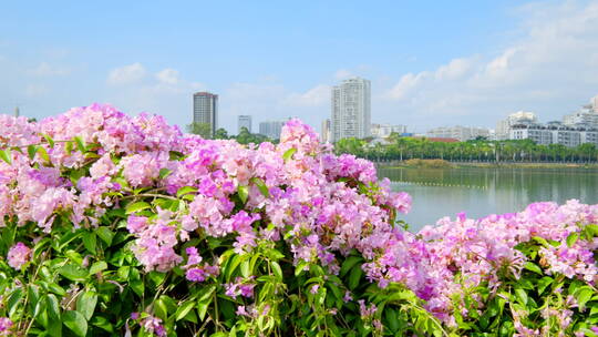 蒜香藤开花开满鲜花的围墙