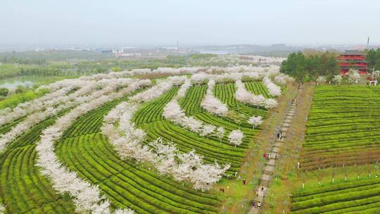 茶园里的樱花树