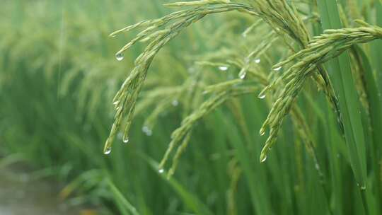 雨天稻田 水稻 稻穗 水稻丰收 水稻生长