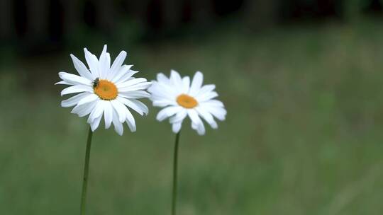 野外草地小雏菊