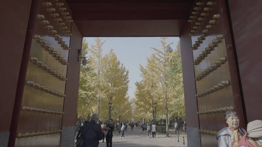 北京秋天 古建筑秋天 地坛银杏