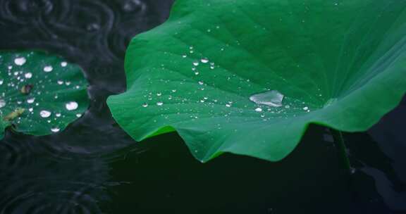 下雨天的荷叶与水珠