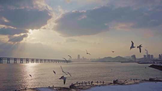 辽宁大连雪后的星海湾飞翔的海鸥