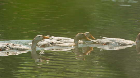 农村散养鸭子在池塘里游泳