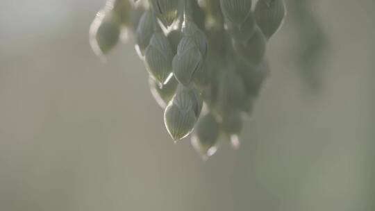 大黄米种植LOG糜子特写LOG