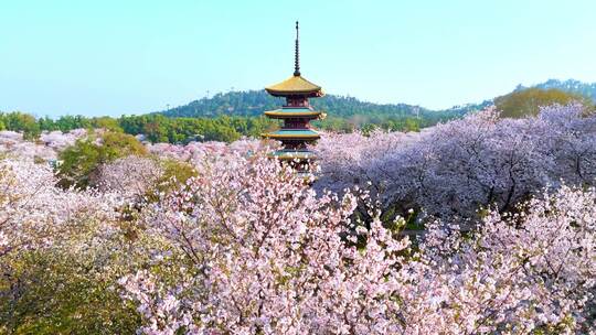 武汉樱花东湖磨山樱花园实拍