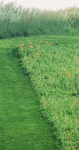 4k竖屏实拍草地野花金光菊