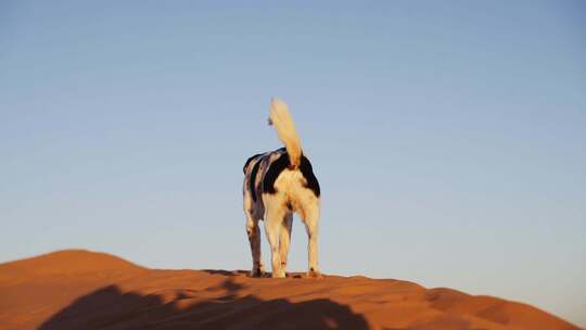 沙漠里行走的狗