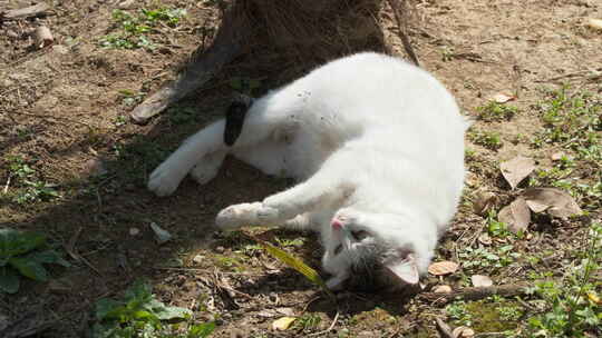 春天怀孕的流浪母猫地上打滚