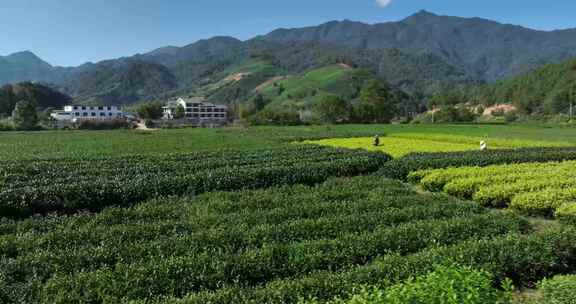 茶叶茶园武夷山茶庄大自然茶园