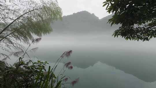 清晨湖边芦苇薄雾意境短片空镜头4k