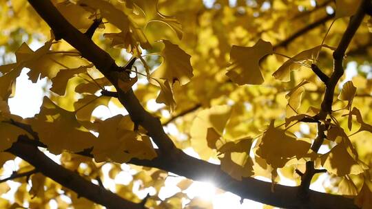 阳光下摇曳的银杏树叶