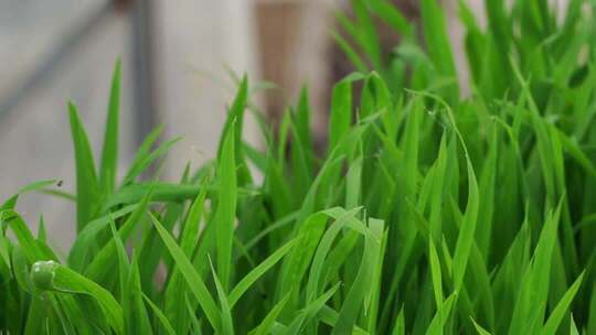 水稻育苗 水稻大棚育苗007