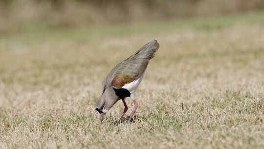 一种大胆的南方拉翅鸟，vanellus Chilensis，是在开阔的草地上觅食的视觉猎人