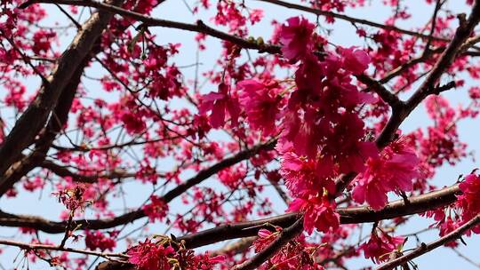 阳光春风里的山樱桃花