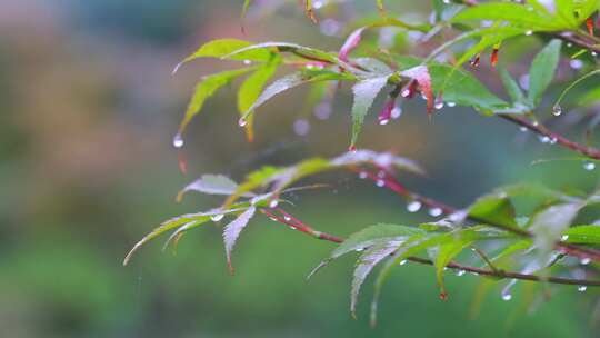 雨滴从绿色植物上落下唯美素材