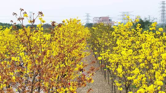 中国广东省广州市番禺区海傍水乡黄花风铃