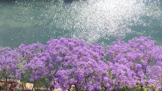 昆明蓝花楹江边滨江美景