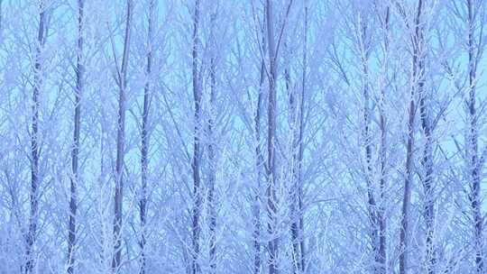 东北田野冰雪景观树挂雪松