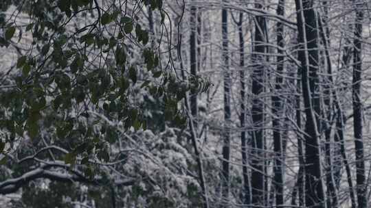 大雪纷飞中的杉树林02