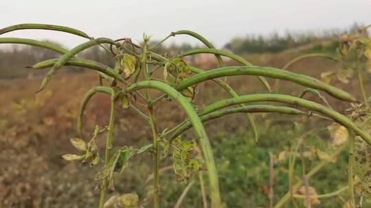 决明子植物种子