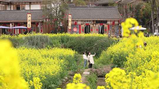 成都天府正兴官塘新村油菜花田园春天