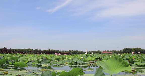 苏州相城荷塘月色湿地公园荷花荷叶荷塘