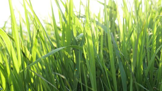 阳光照耀下的绿色青草嫩草