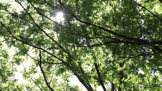微风吹动着树枝 夏日阳光树叶光影空镜头