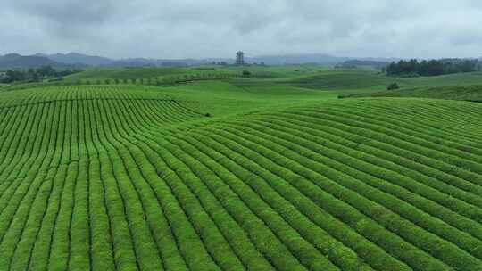 航拍贵州遵义湄潭茶园茶场春季雨后风景