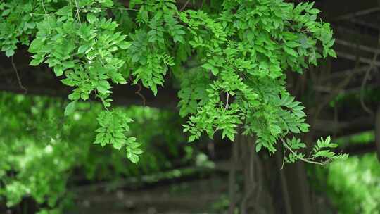 公园夏天空镜头组合