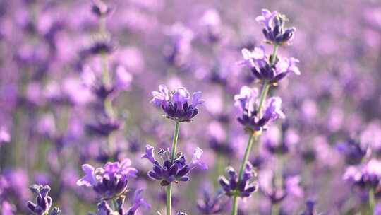 薰衣草田与芬芳的紫色花朵盛开在日落郁郁葱