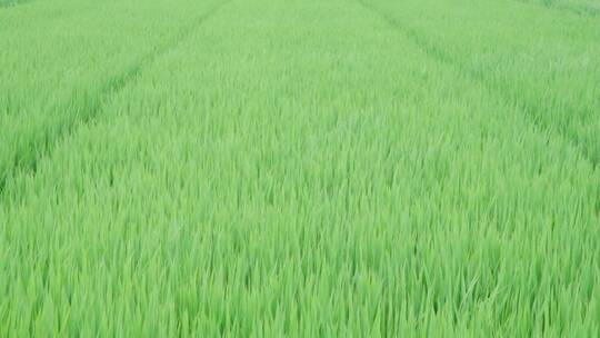 水稻被风吹动-慢动作