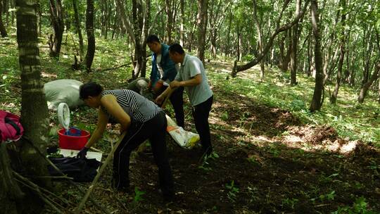 长白山地区挖人参的农民