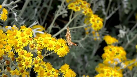 栖息在黄色花朵上的蝴蝶