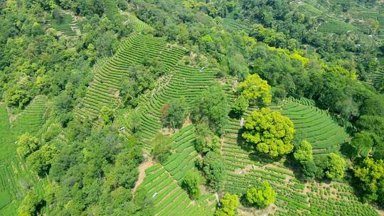 4k 航拍户外杭州高山茶园茶田自然风光